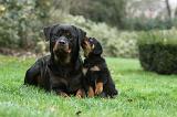 ROTTWEILER 377